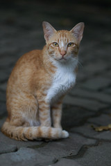 Brown cat with brown eyes staring.