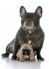 mother and daughter french bulldogs