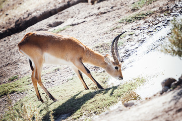 Naklejka na ściany i meble Antilope cobe lechwe