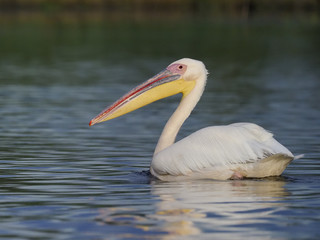 Great white-pelican, Pelecanus onocrotalus