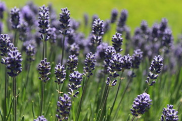 Lavender field in sunshine