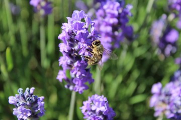 A honeybee is collecting nectar from blooming lavender in July  