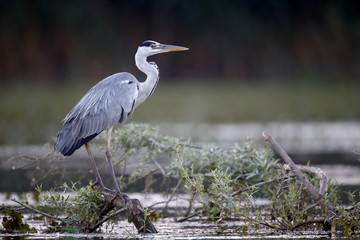 Grey heron, Ardea cinerea