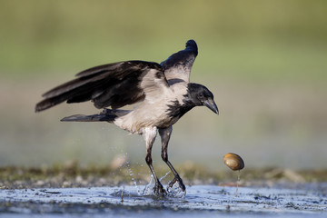Hooded crow, Corvus corone cornix