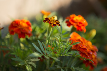 Orange floral background of marigolds