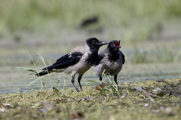 Hooded crow, Corvus corone cornix