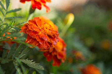 Orange floral background of marigolds