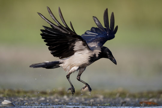 Hooded crow, Corvus corone cornix