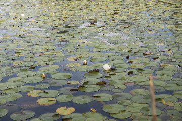 Water Lilies/Lily Pads