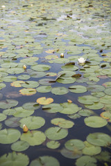 Water Lilies/Lily Pads