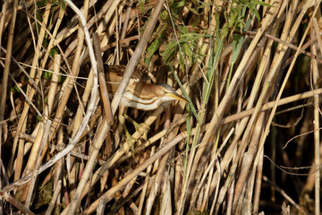 Fototapeta premium Little bittern,Ixobrychus minutus
