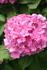 Ortensia rosa in giardino