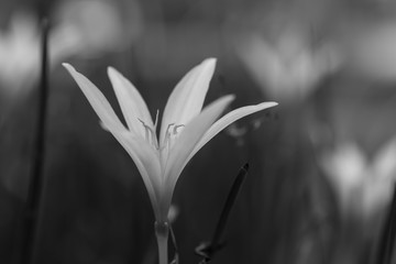 Abstract flowers black and white background