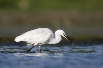 Little egret, Egretta garzetta