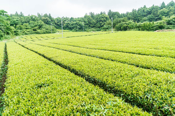 Fototapeta na wymiar Organic tea garden view