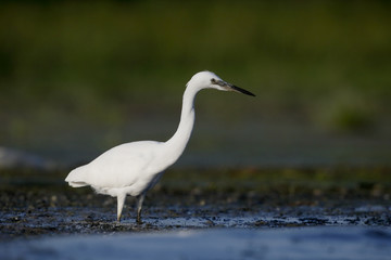 Little egret, Egretta garzetta