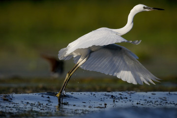 Little egret, Egretta garzetta