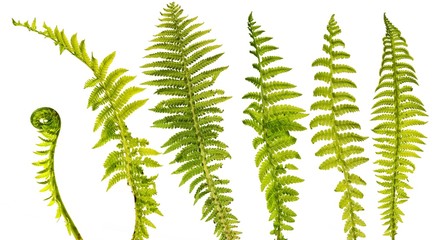 set of six different fern leaves isolated on white background