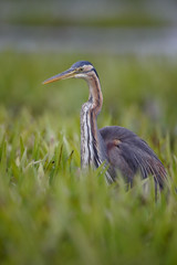 Purple heron, Ardea purpurea