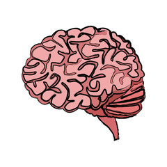 human brain for medical healthy memory anatomy design