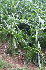 Campo di mais o granoturco danneggiato dalla grandine e dal vento