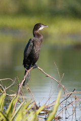 Pygmy cormorant, Phalacrocorax pygmeus