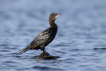 Pygmy cormorant, Phalacrocorax pygmeus