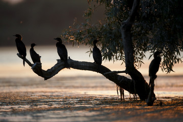 Pygmy cormorant, Phalacrocorax pygmeus