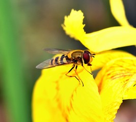 Eristalis tenax