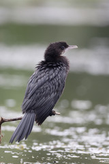 Pygmy cormorant, Phalacrocorax pygmeus
