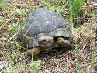 Tortoise