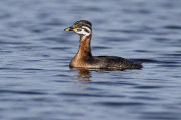 Red-necked grebe, Podiceps grisegena