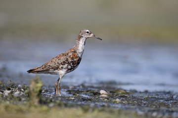 Ruff, Philomachus pugnax