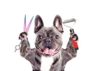 Dog hairdresser - obrazy, fototapety, plakaty