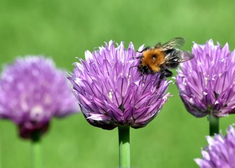 Brown Carder Bee