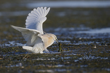 Squacco heron, Ardeola ralloides