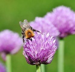 Brown Carder Bee