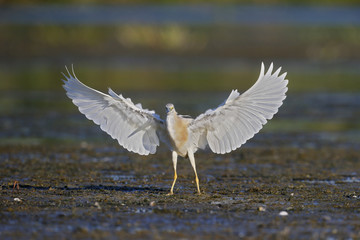 Squacco heron, Ardeola ralloides