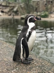 Kaiserpinguin