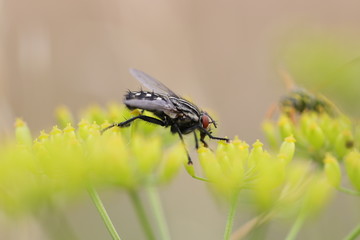 graue Fleischfliege springt über Gurkenkraut