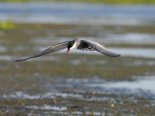 Whiskered tern, Chlidonias hybridus