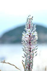 Fleur des prés en Grèce