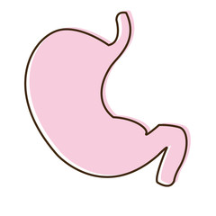 stomach human internal organ digestive system anatomy