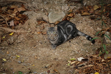 chat tigré dans la terre