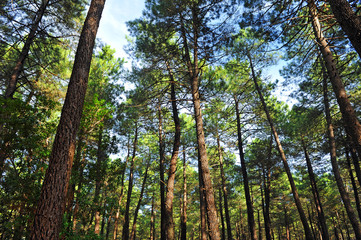 Pinares de Fuencaliente, Parque Natural del Valle de Alcudia y Sierra Madrona, provincia de Ciudad Real, España