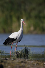 White stork, Ciconia ciconia