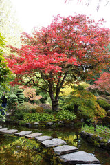 Fototapeta na wymiar Maple tree in the garden