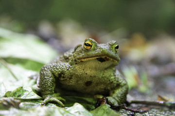 Portrait of a very nice (and photogenic) Green Toad (Bufotes viridis)