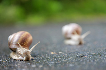 A race of two snails