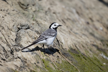 White wagtail, Motacilla alba